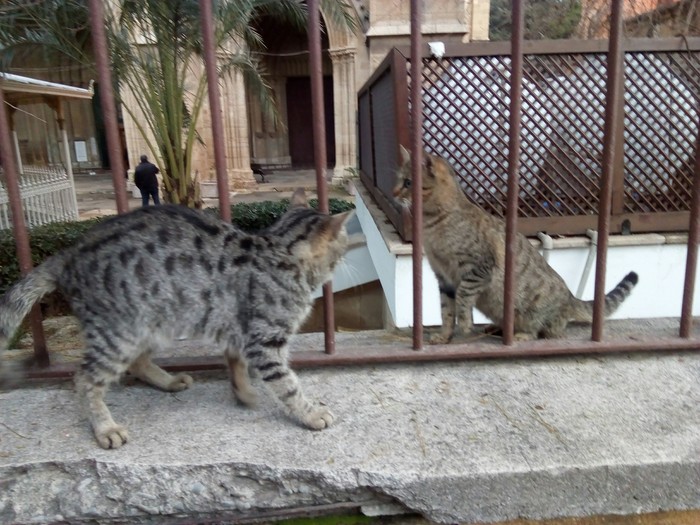 Desert winter Cyprus cats - My, cat, Cyprus, , Winter, Longpost, Pets