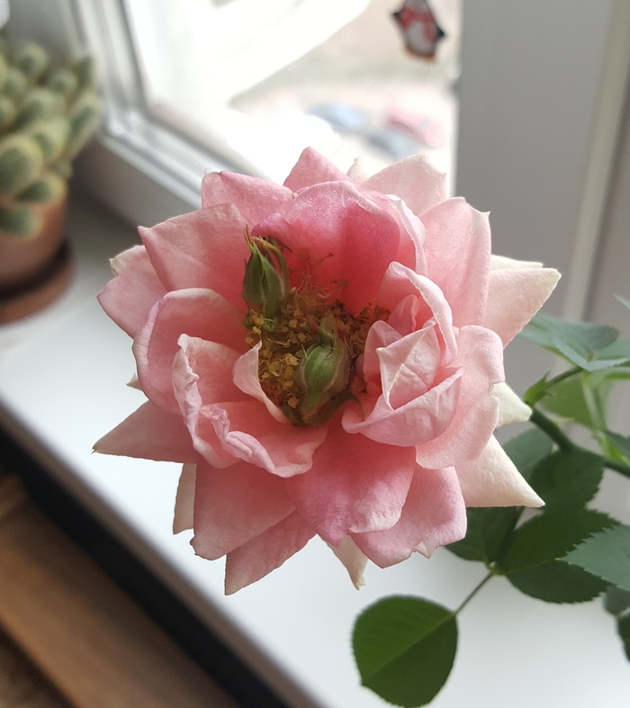 rose in rose - My, Houseplants, the Rose, Plants, , Flowers, Interesting, Longpost