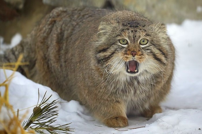 Just look at this beauty. This is the new logo of the Moscow Zoo! Did you recognize everyone's favorite animal? GOAAAAAAAA!!!!11111^^ - Zoo, Moscow Zoo, Pallas' cat, cat, Iron, Pet the cat, Animals, GIF, Longpost