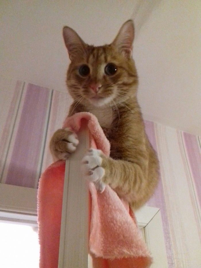 Ginger - cat, The photo, Pets