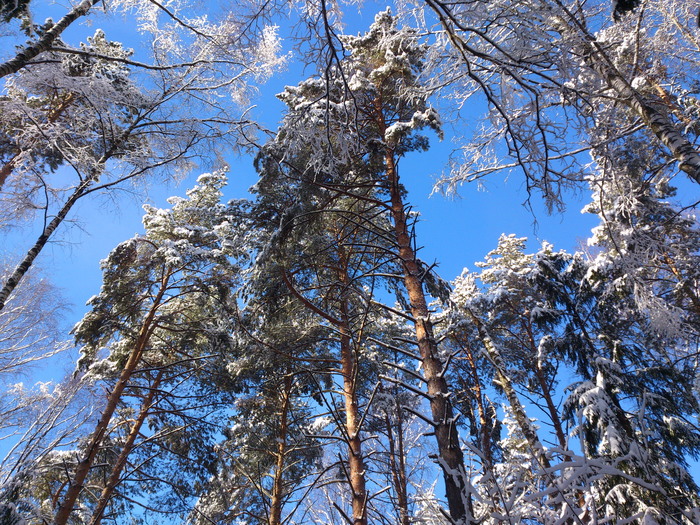 Winter forest and sun - beauty, Forest, Snow, Winter, Nature, Elk Island, My, Longpost, Story