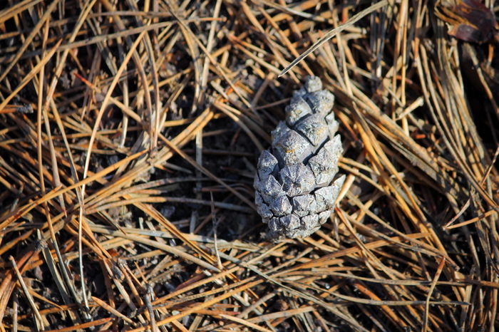 Almost spring walk. - My, Nature, The photo, Beginning photographer, Walk, Longpost