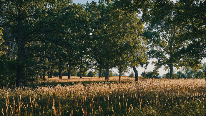 I want summer... - My, Summer, Forest, Evening, , The photo