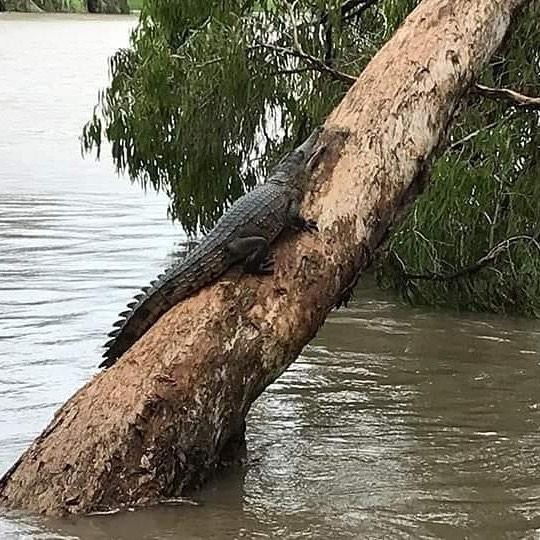 Dam in Townsville - Australia, Dam, Town, Crocodile, Snake, Потоп, Flood, Longpost, Crocodiles