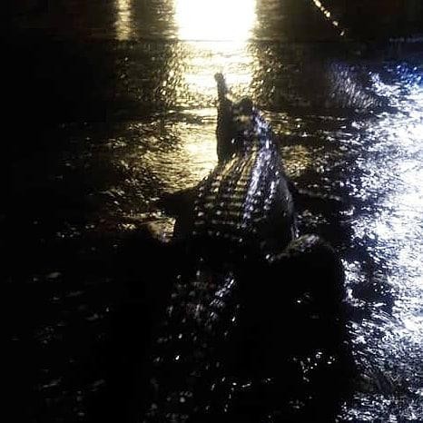 Dam in Townsville - Australia, Dam, Town, Crocodile, Snake, Потоп, Flood, Longpost, Crocodiles