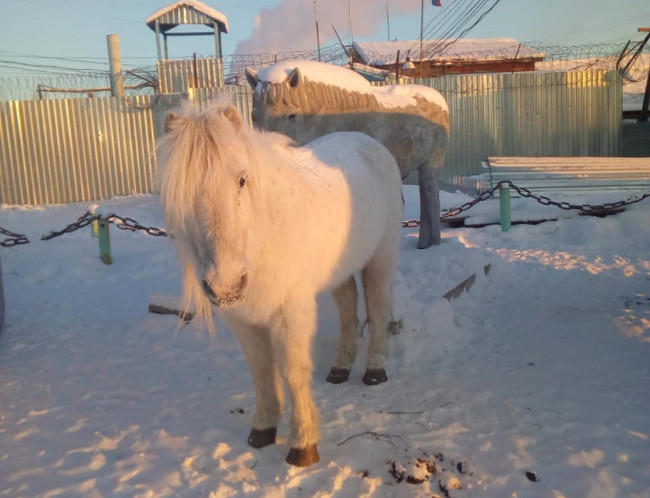 Yakut white horse and his new friend. - Horses, Yakutia, Sculpture, Winter, Photo fact, The photo