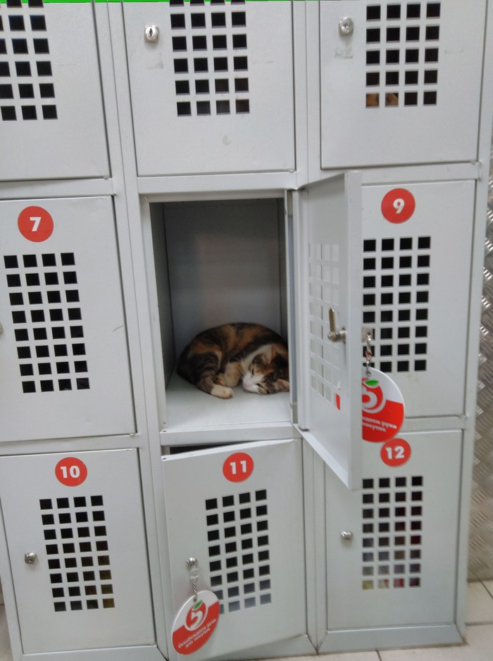 Suddenly - Pyaterochka, Luggage storage, Pets, My, cat