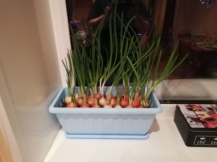 Small plantation. - My, Growing, Gardening, Onion