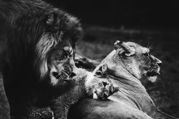 Everything is like people. - cat, Love, , a lion, Lioness, Longpost