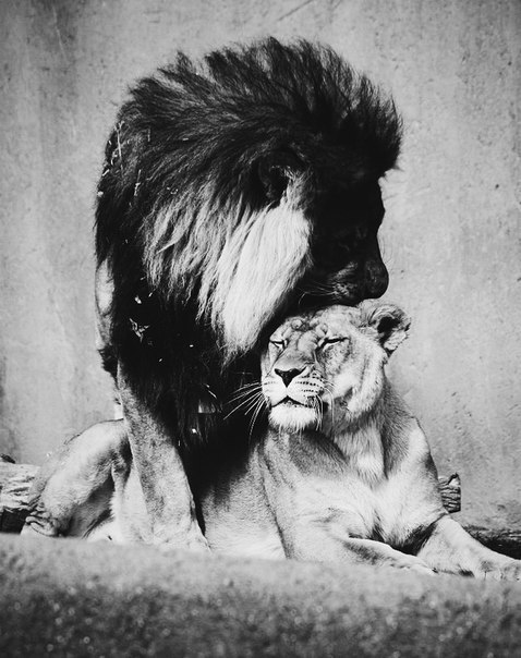 Everything is like people. - cat, Love, , a lion, Lioness, Longpost