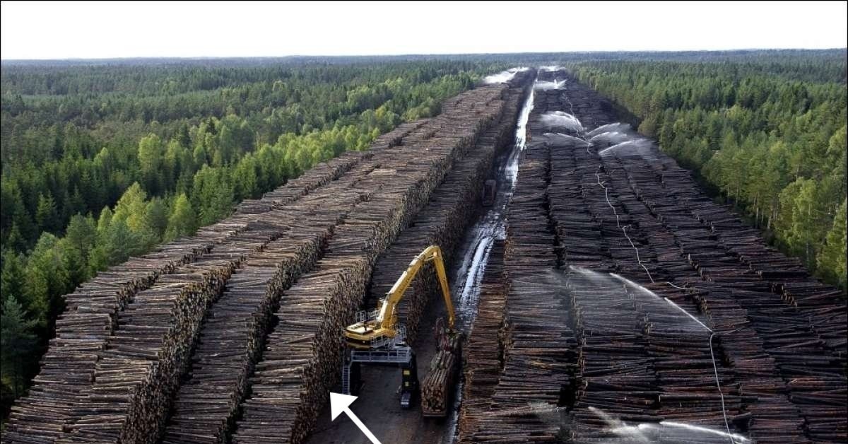 Фото Вырубленной Тайги Со Спутника