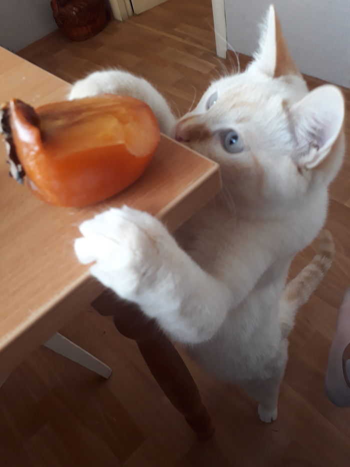 And what are you eating there without me? - My, cat, Timoshka, Persimmon, Pets