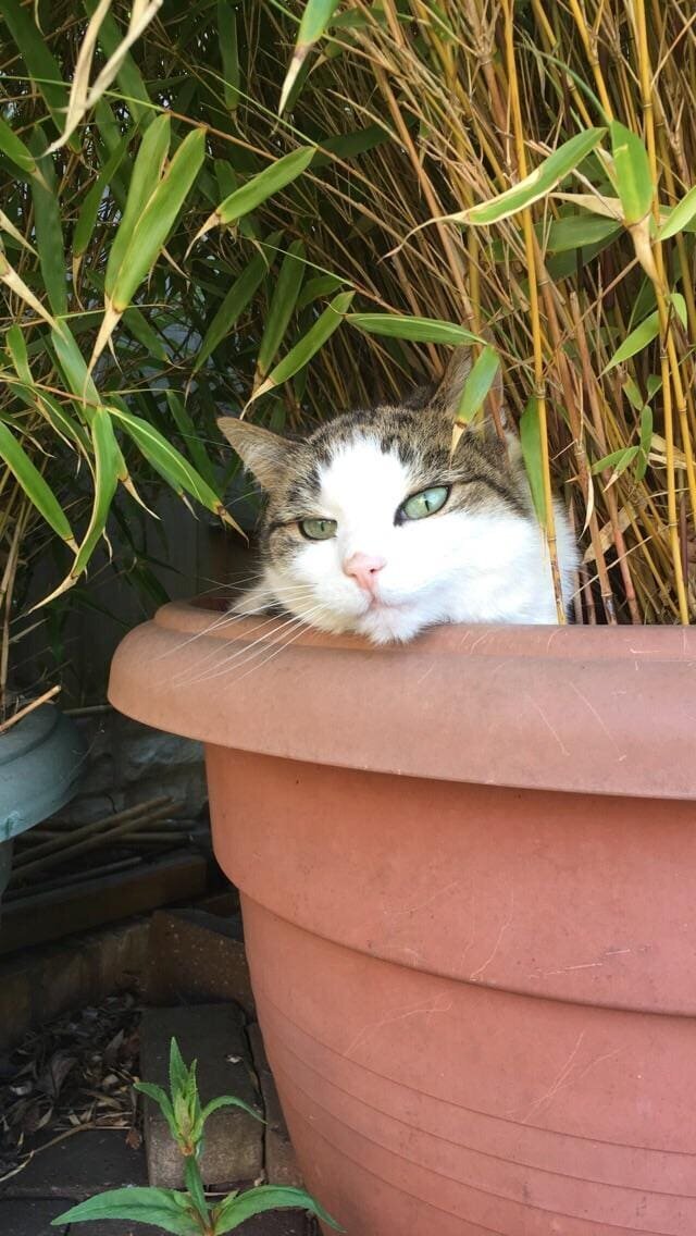 Cats in flower pots - cat, Flowers, A selection, Longpost, Flower pot, Pets