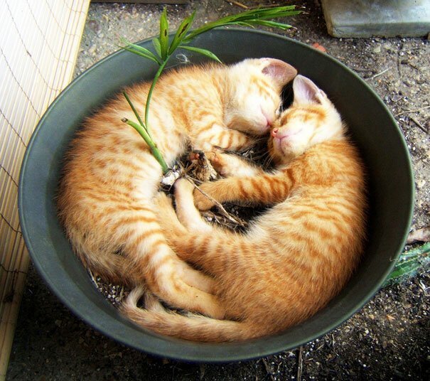 Cats in flower pots - cat, Flowers, A selection, Longpost, Flower pot, Pets