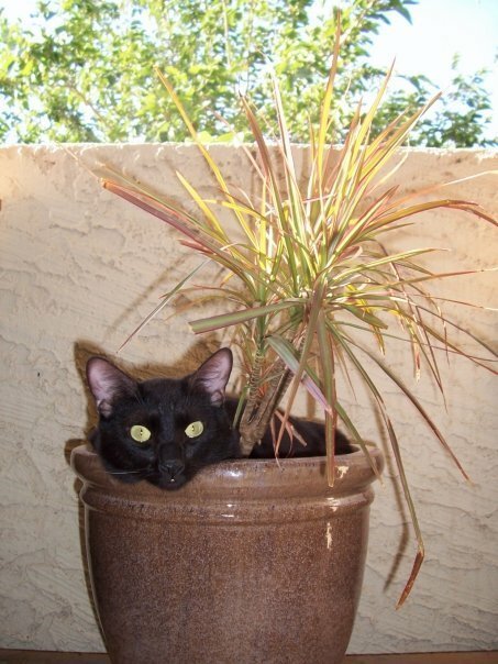 Cats in flower pots - cat, Flowers, A selection, Longpost, Flower pot, Pets