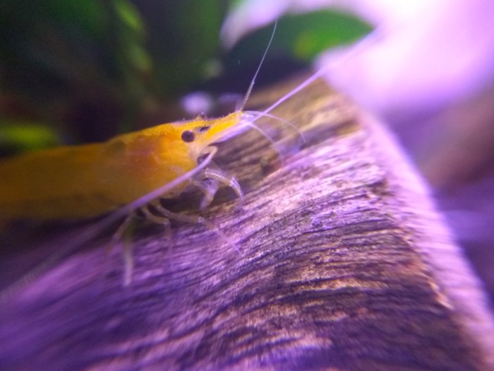 neocaridinka - My, Shrimps, Aquarium, Cubes, Aquarium, GIF