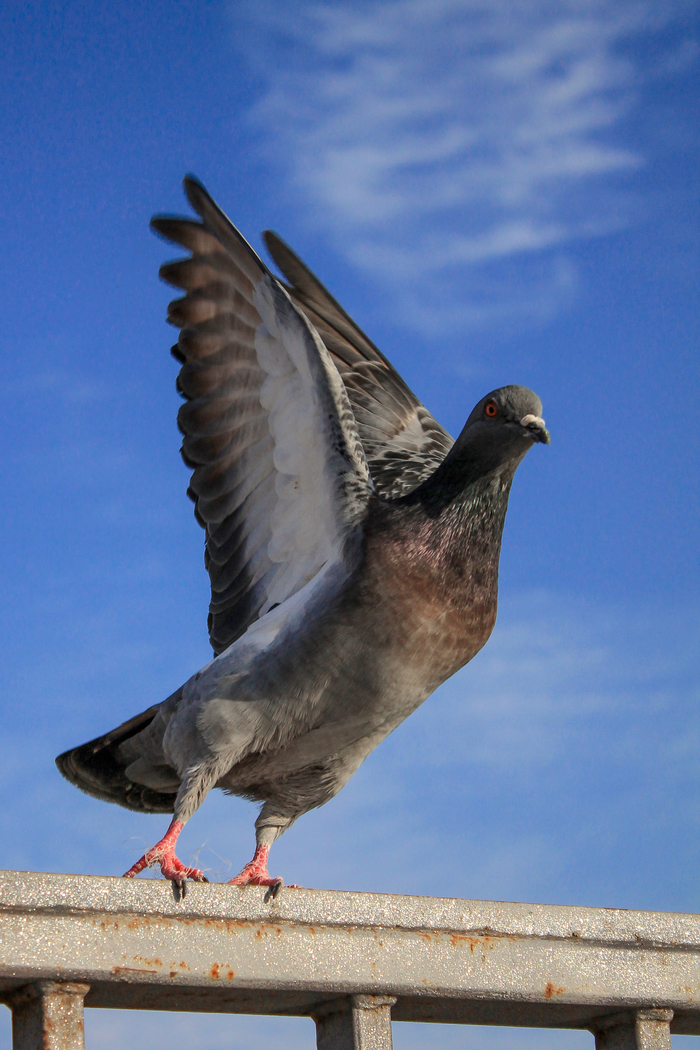 Пернатые) | Пикабу