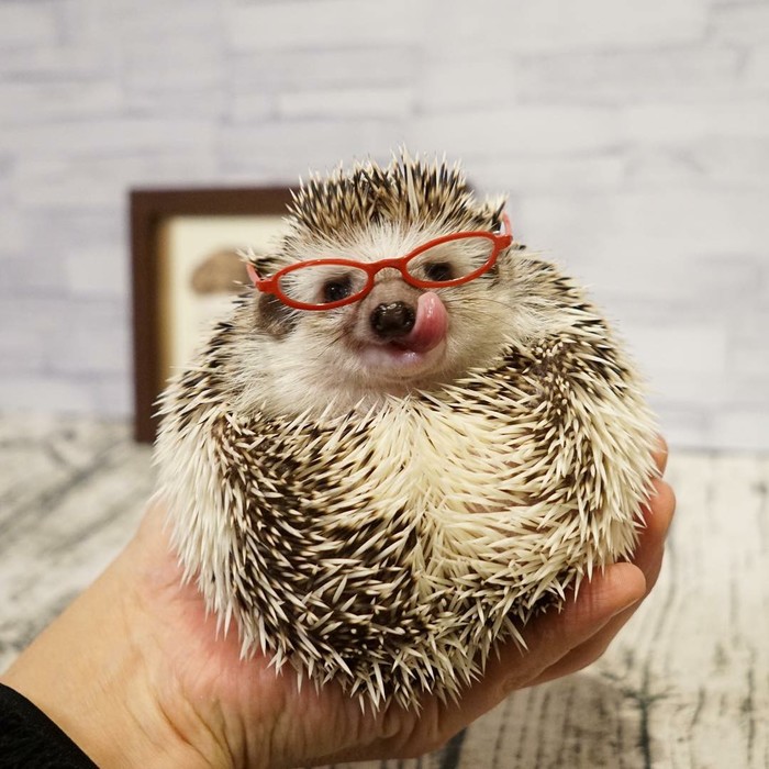 I look more important than you at work - Hedgehog, Important