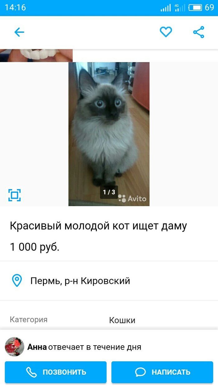 Авито коты. Авито найден кот.