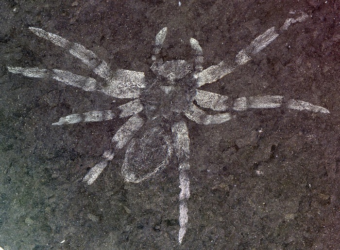 Scientists discover ancient spiders with glowing eyes - Paleontology, Find, Spider, Eyes, Glowing eyes, Longpost