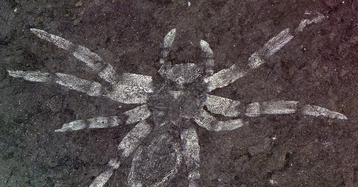 Предки паукообразных. Мегарахна паук. Мегарахна паук доисторический. Пауки каменноугольного периода. Древние пауки в янтаре.