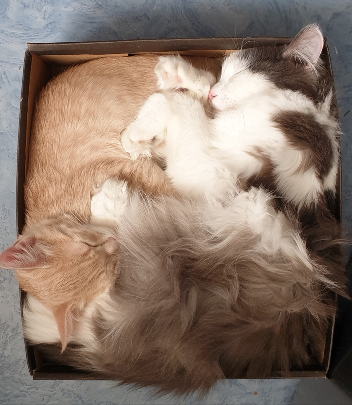 Packing cats - My, cat, Box, The photo, Box and cat, Pets