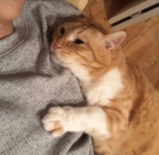 Любовь или ... Кот, Гифка, Обнимашки, Домашние животные