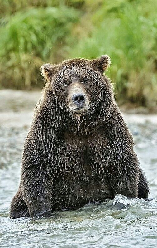 Water procedures - The photo, Bear, Animals, Water, Bathing, The Bears, Bathing