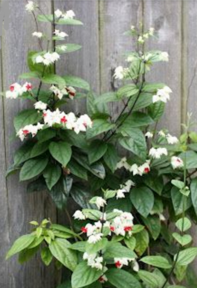 A flower that brings joy. Clerodendrum. - My, Flowers, Houseplants, Bloom, Flower, The Scarlet Flower, Longpost