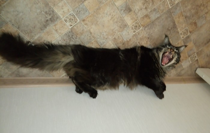 Nyan cat, budget version - My, cat, Nyan cat, Maine Coon, Longpost