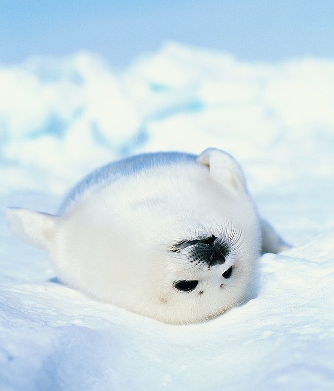 Seal - Seal, The photo