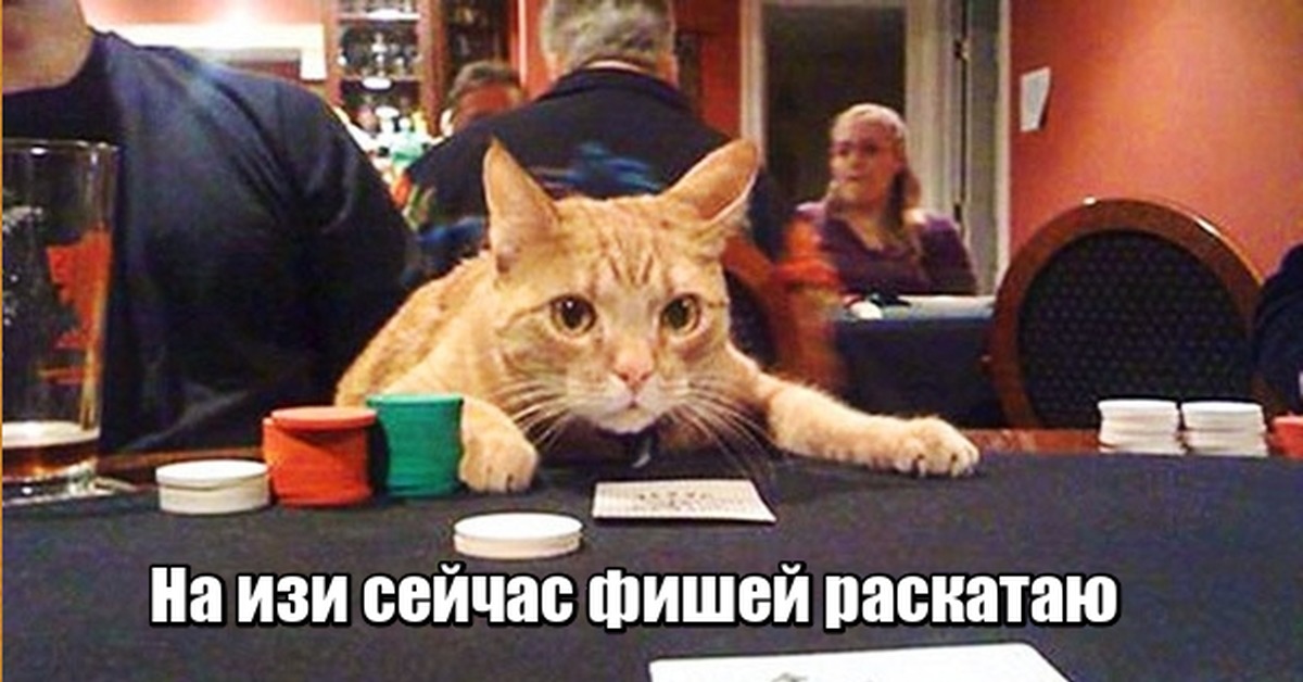 Cat casino cat real money net ru. Покерный кот. Коты в казино. Азартный кот. Кот играет в казино.