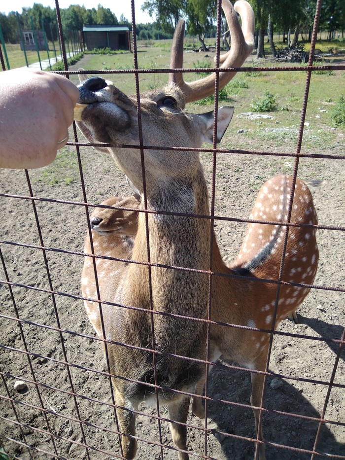 Contact zoo - Deer, The photo, Longpost, Zoo, Summer, Deer, My