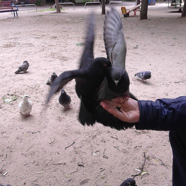 Have you hand fed the pigeons? - Pigeon, Feeding