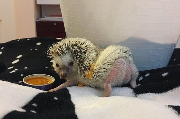 Who is there? - Food, Hedgehog