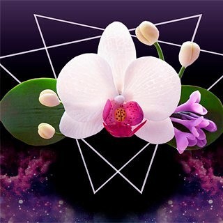 Orchid - Orchids, Flowers