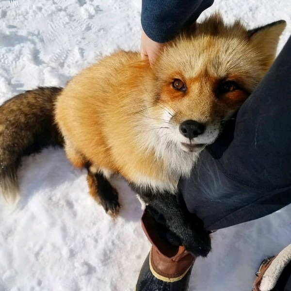 -Ways! Don't go! ^.^ - Niputyu, The photo, Animals, Milota, Fox