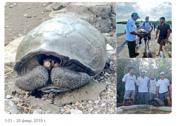 On the Galapagos Islands, scientists discovered a species of turtle - Chelonoidis Phantasticus, which was considered extinct long ago. - Copy-paste, The science, Biology, Reptiles, Galapagos turtles