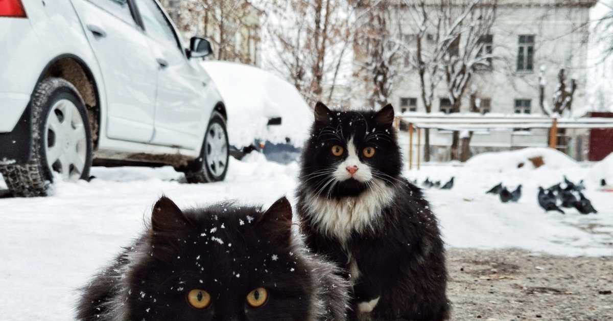 Кот в г москве. Уличные кошки. Кошки на улицах Дагестана.