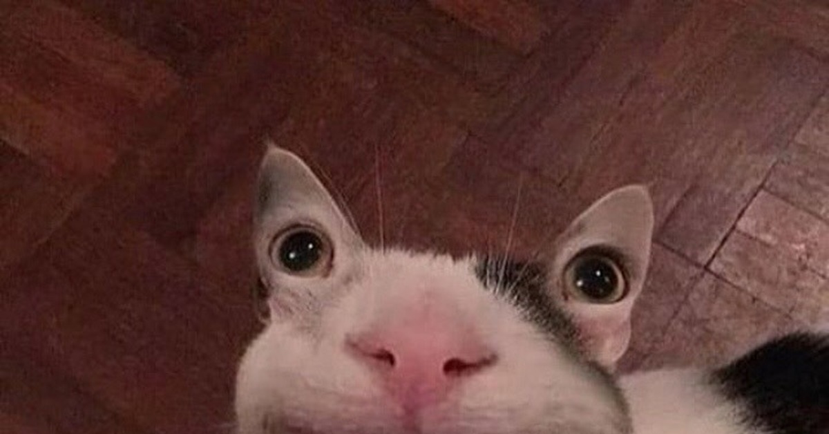 Мем с котом без