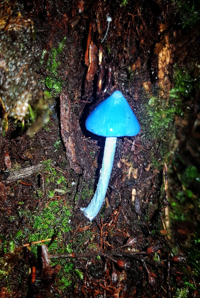 Mood mushroom - blue - My, New Zealand, Mushrooms, Forest, , Mycology, Blue, Longpost, Evgeniya Timonova