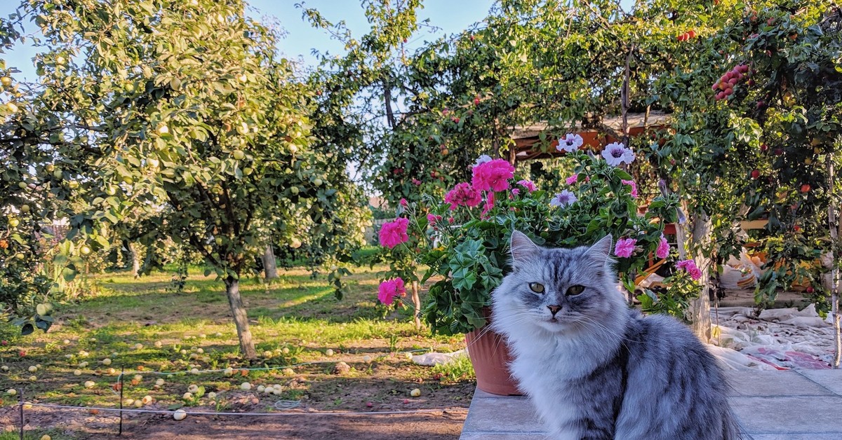 Кошки В Деревне Фото