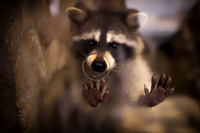 Bro, will I be released soon?) - My, Raccoon, I'll just leave it here