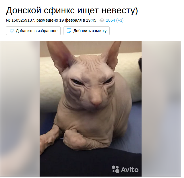 Lover for your cat for 1000 rubles. - Humor, Don Sphynx, The photo