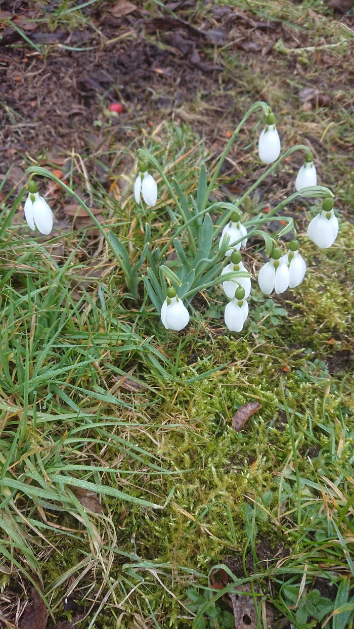 Spring - My, Spring, Snowdrops, Snowdrops flowers