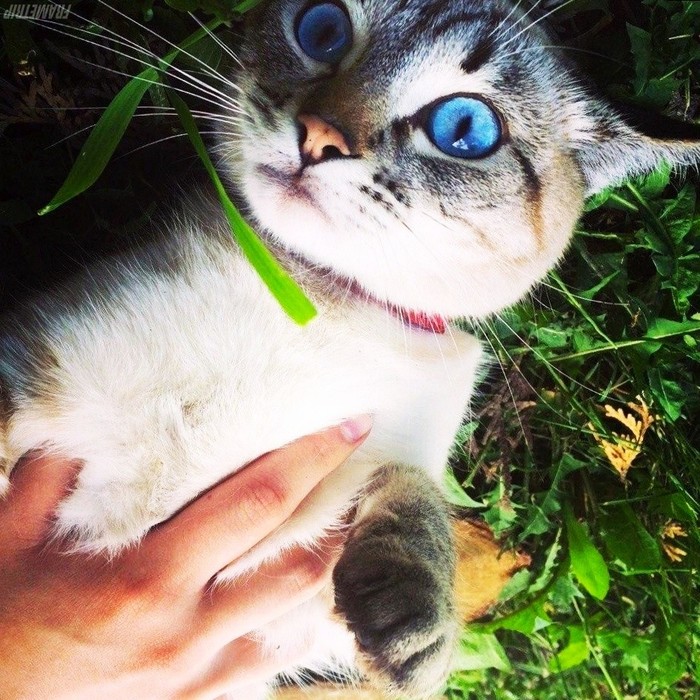 these eyes - cat, Eyes, Blue eyes, Pets