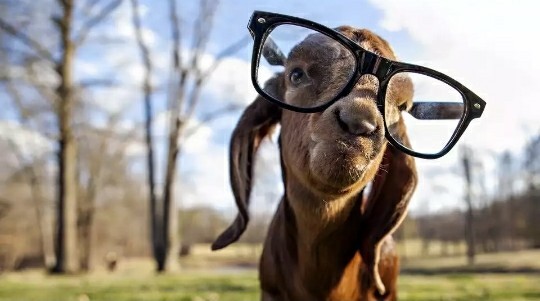 Does it suit me? - Glasses, Goat