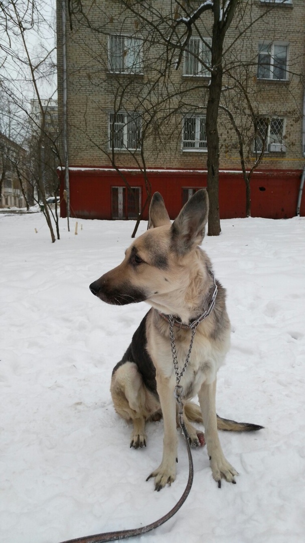 Found a purebred East European Shepherd dog, with an injury - My, East European Shepherd, Longpost, Found a dog, Moscow, Lyublino, Help, No rating, Dog, Helping animals