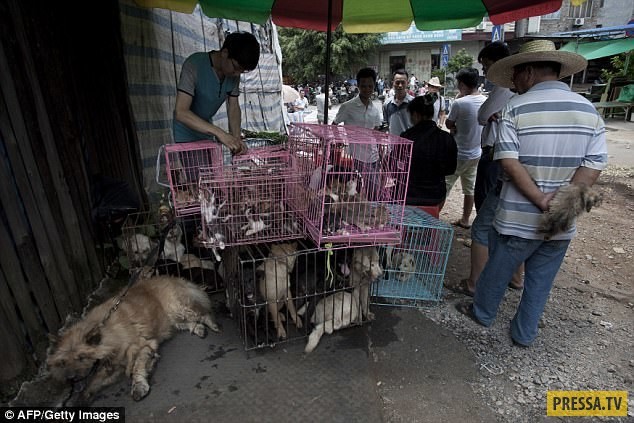 Поедание собачьего мяса в Китае: 10 миллионов собак в год! 18+, Жесть, Длиннопост, Собака, Китай, Живодерство, Не гуманно