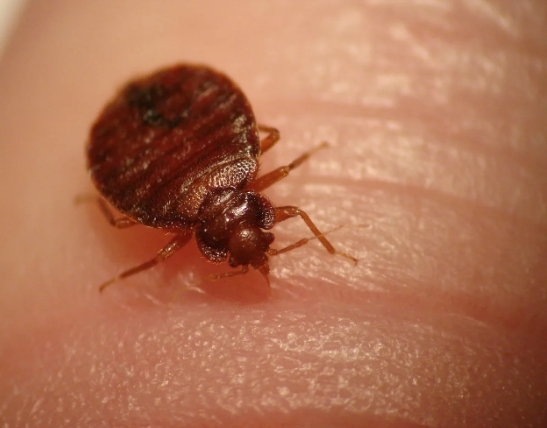 Destroy bedbugs. - My, Bedbugs, 